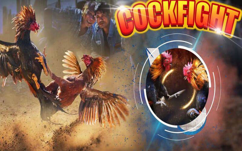 Bancah5 là một trang web chơi game uy tín và hợp pháp - Bancah5